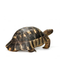 TARTARUGA MARGINATA, Juvenil