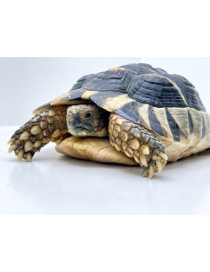 TARTARUGA MARGINATA, Juvenil 2