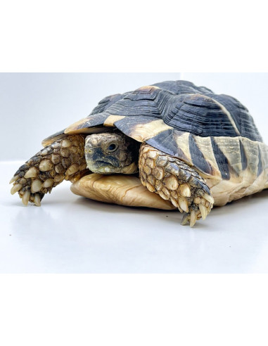 TARTARUGA MARGINATA, Juvenil