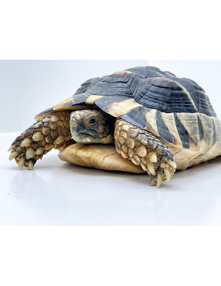 TARTARUGA MARGINATA, Juvenil