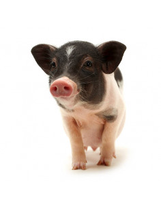 Mini Pig de Gottingen