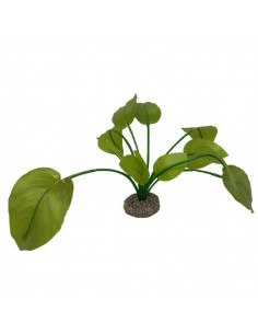 Planta Aquário Anubias 2 - 17 cm - Verde