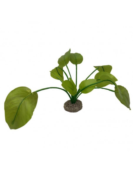Planta Aquário Anubias 2 - 17 cm - Verde
