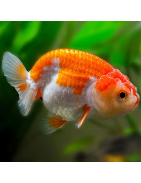 RANCHU, 4 - 5 CM