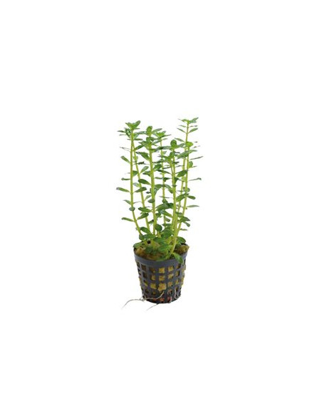 BACOPA SALZMANNII