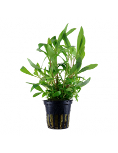 HYGROPHILA SIAMENSIS