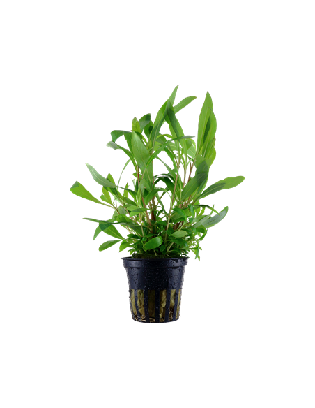 HYGROPHILA SIAMENSIS