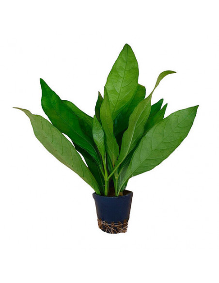 JUSTICA GENDARUSSA