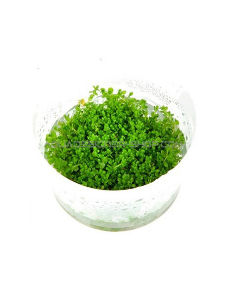 HEMIANTHUS CALLITRICHOIDES