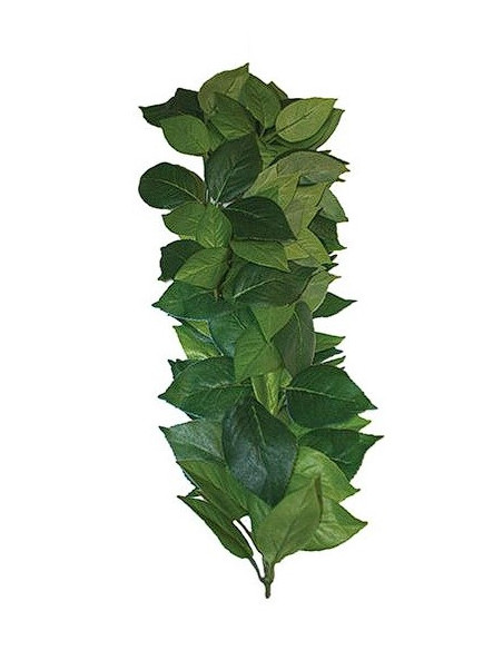 PLANTA PARA TERRÁRIO - CROTON M