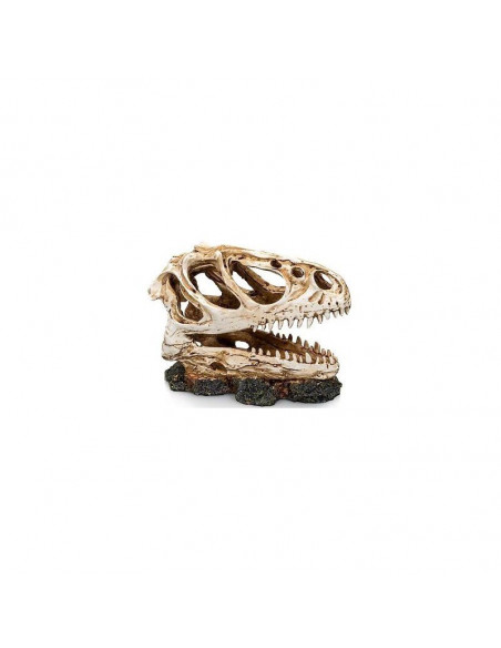 CRÂNIO DE DINOSSAURO - 13 x 6 x 11 cm