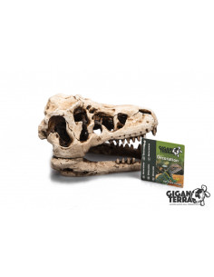 CRÂNIO DE DINOSSAURO - 17 cm