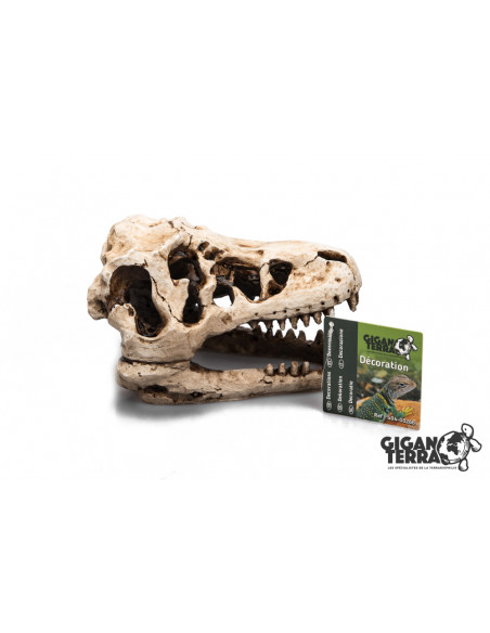 CRÂNIO DE DINOSSAURO - 17 cm