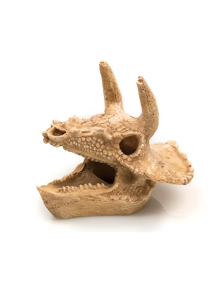 CRÂNIO DE DINOSSAURO - 18 x 13 x 18cm