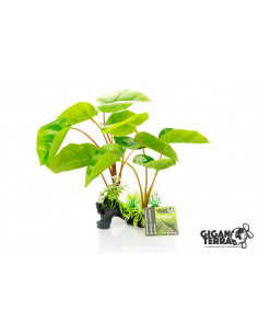 PLANTA DE PÉ, PHILODENDRON ERUBESCENS H, 30 CM