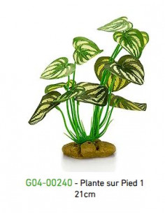 PLANTA DE PÉ 4 - 21cm