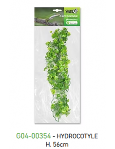 PLANTA DE SUSPENSÃO - HYDROCOTYLE