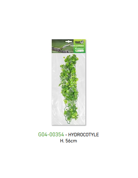 PLANTA DE SUSPENSÃO - HYDROCOTYLE