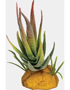 Repto - Decoração “Planta Aloe”