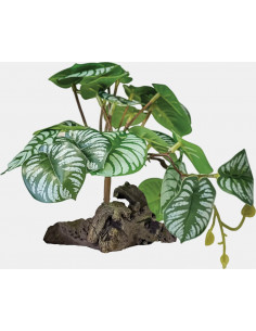 Repto - Decoração “Planta Begonia”