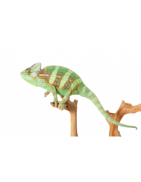 CAMALEÃO DO YÉMEN 'Sub-Adulto' - FÊMEA