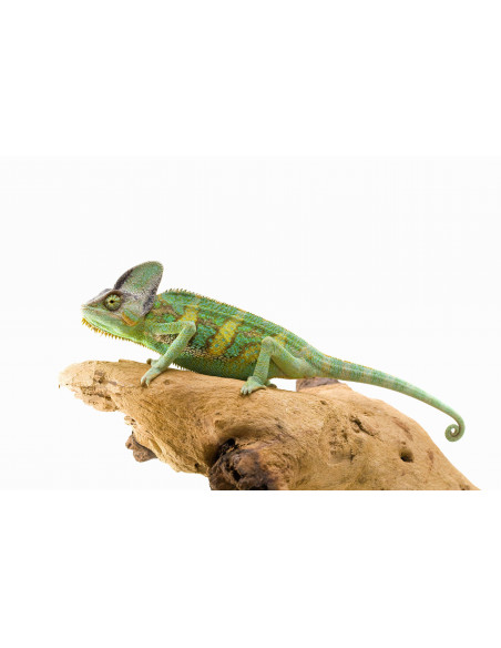 CAMALEÃO DO YÉMEN 'Sub-Adulto' - MACHO