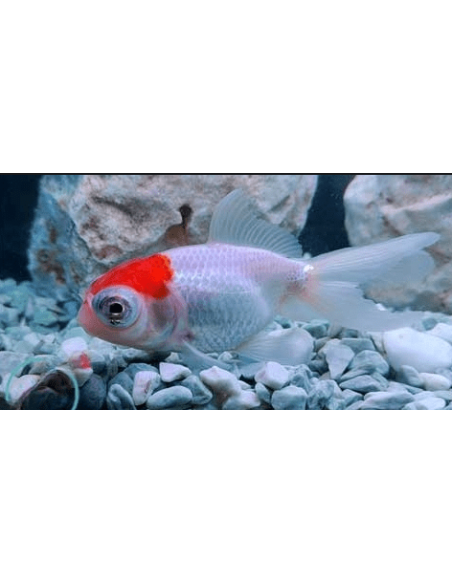 TELESCÓPIO VERMELHO E BRANCO