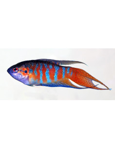 PEIXE PARAISO