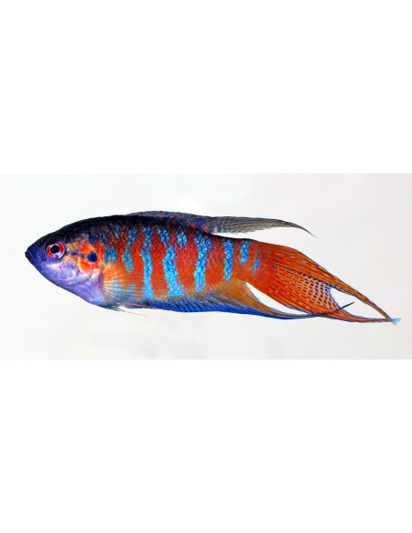 PEIXE PARAISO