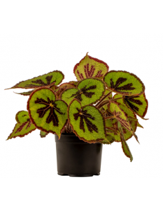 BEGONIA MASONIANA MOUNTAIN