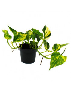 EPIPREMNUM AUREUM N JOY