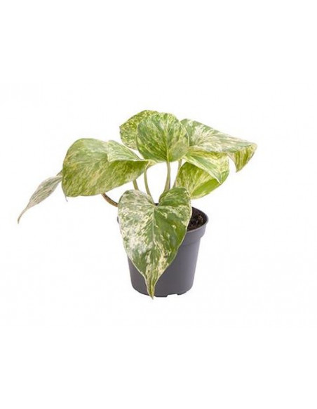 EPIPREMNUM MARBLE QUEEN