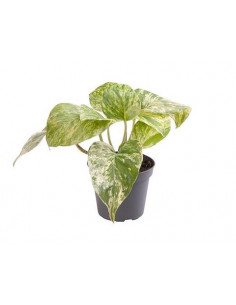 EPIPREMNUM PINNATUM MANJULA