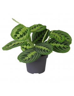MARANTA LEMON LIME