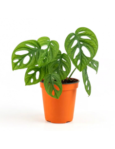 MONSTERA ADANSONII
