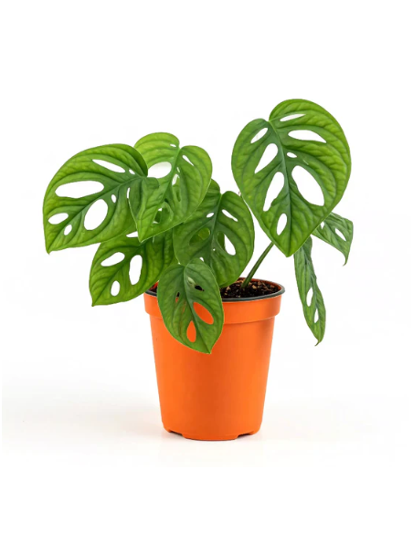 MONSTERA ADANSONII