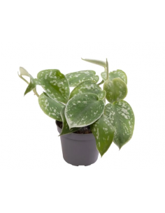 SCINDAPSUS PICTUS ARGYRAEUS