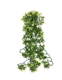 PLANTA PARA TERRÁRIO - CROTON S