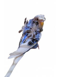 PERIQUITO AUSTRALIANO HAGOROMO