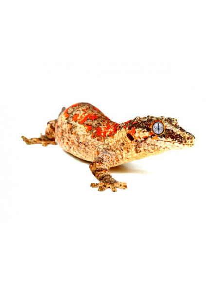 GECKO GÁRGULA