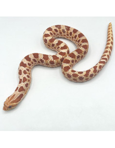COBRA NARIZ DE PORCO RED BEBÉ - MACHO