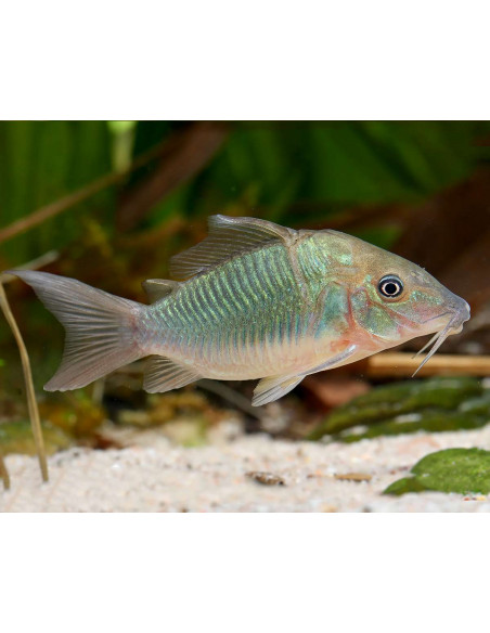 CORYDORA VERDE
