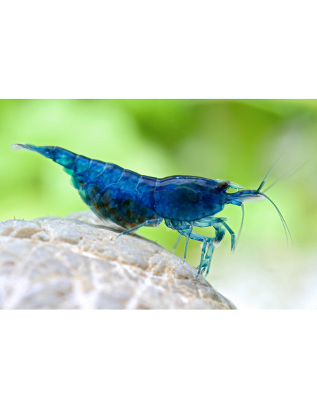 CAMARÃO NEOCARIDINA 'BLUE VELVET'
