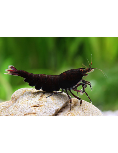 CAMARÃO NEOCARIDINA 'BLACK CHOCO'