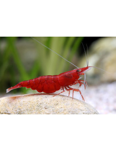 CAMARÃO NEOCARIDINA 'RED SAKURA'