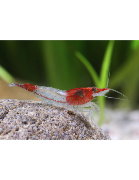 CAMARÃO NEOCARIDINA 'RILI RED'