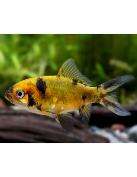 SHUBUNKIN 'YELLOW', 4 - 5 CM