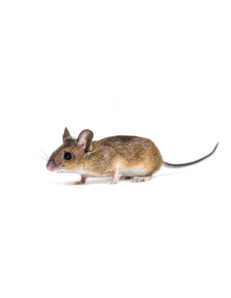 RATO PIGMEU AFRICANO
