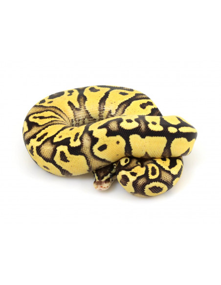 PITÃO BOLA 'Pastel Yellow Belly' - Macho