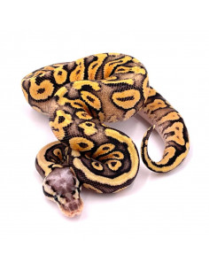 PITÃO BOLA 'Yellow Belly het Pied' - Fêmea